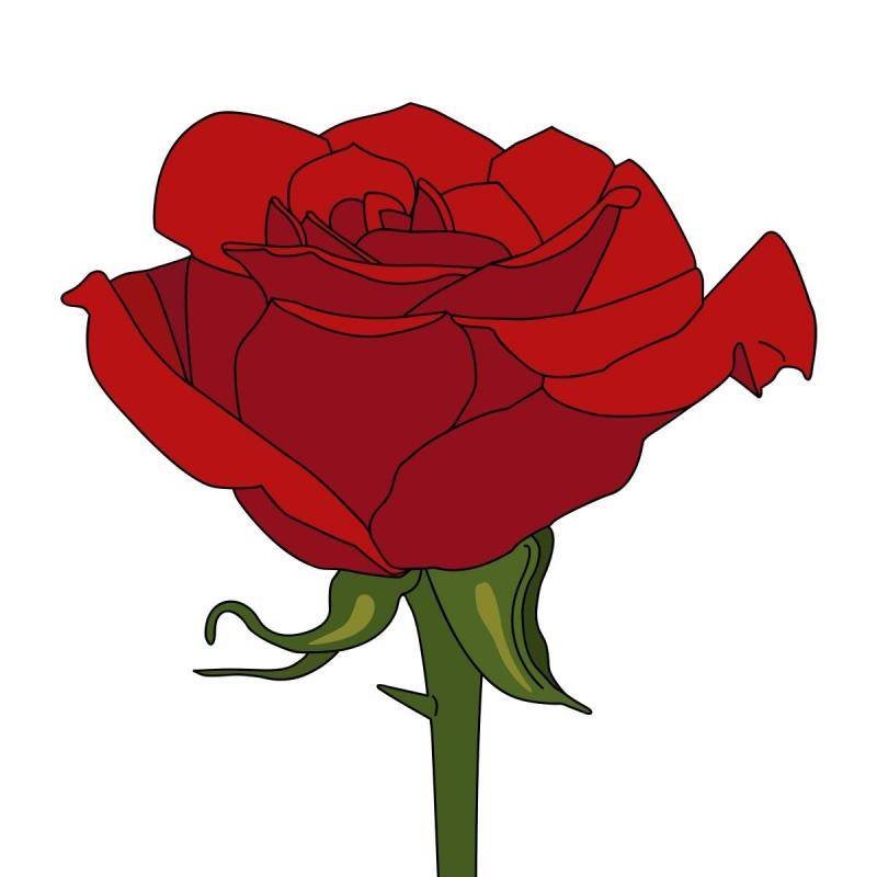 illustration of red rose